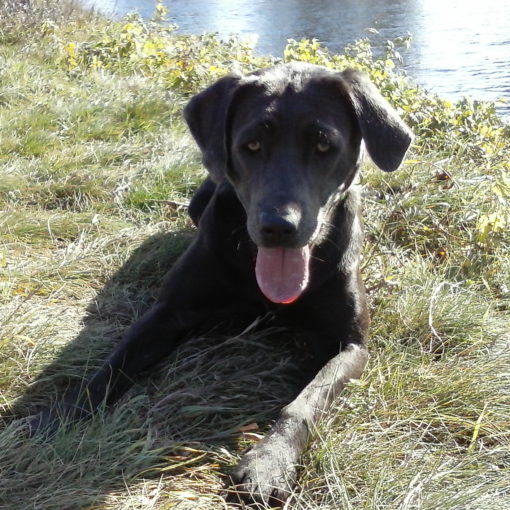 Hundeerziehung, Nele macht Platz