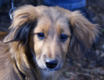 Hunde Training Kurse - HUNDESCHULE