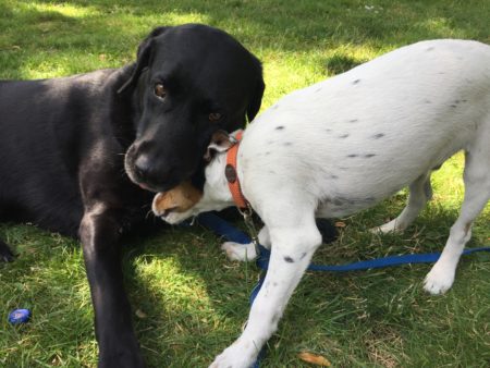 Jagdhunde im Spiel